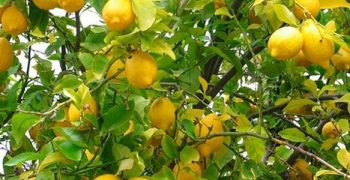Argentina expects higher lemon volumes in 2018/19