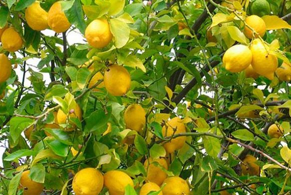 Argentina expects higher lemon volumes in 2018/19