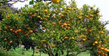 Decrease in Italy’s orange and lemon crops