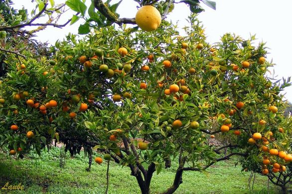 Decrease in Italy’s orange and lemon crops