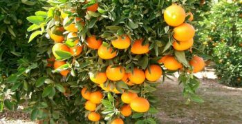 Mexico’s citrus forecast to rise in 2018/19