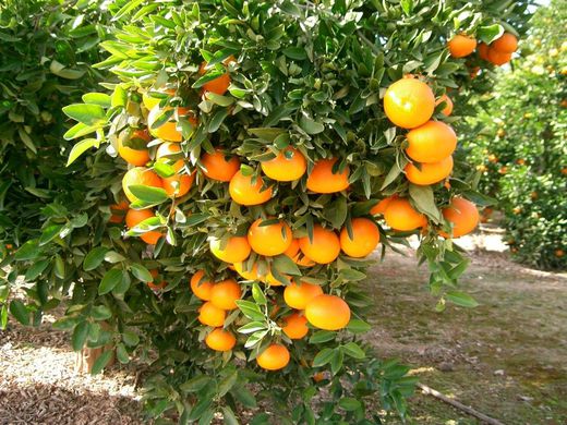 Mexico’s citrus forecast to rise in 2018/19