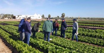 New Nunhems® lettuces conquer consumers with their taste