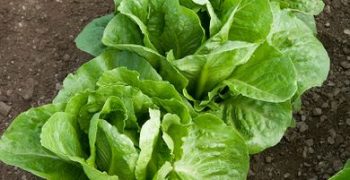 Nunhems® commits to a smaller and tastier Romaine lettuce to encourage consumption
