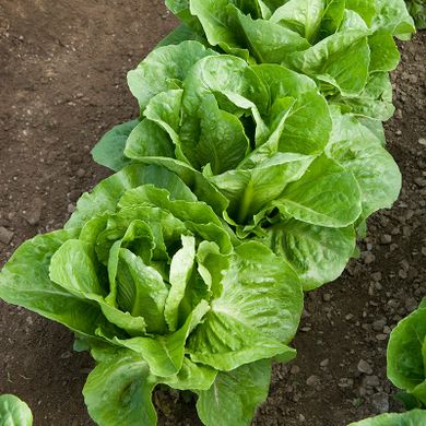 Nunhems® commits to a smaller and tastier Romaine lettuce to encourage consumption