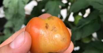 Outbreak of tomato brown rugose fruit virus (Tobamovirus- ToBRFV)