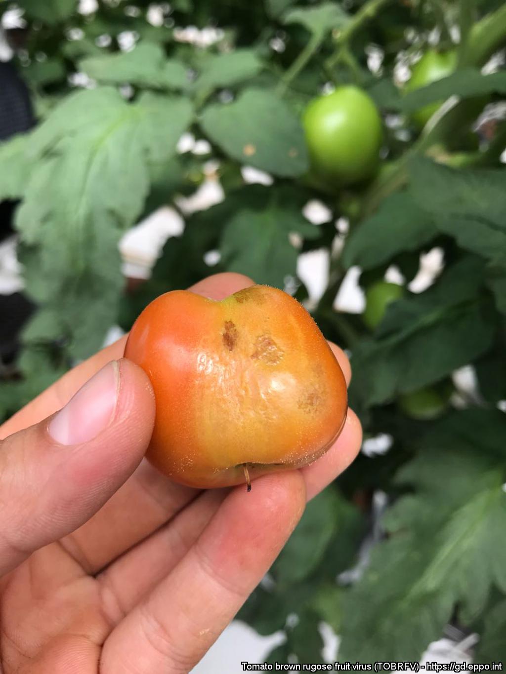 Outbreak of tomato brown rugose fruit virus (Tobamovirus- ToBRFV)