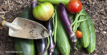 Massive growth of Russian vegetable output