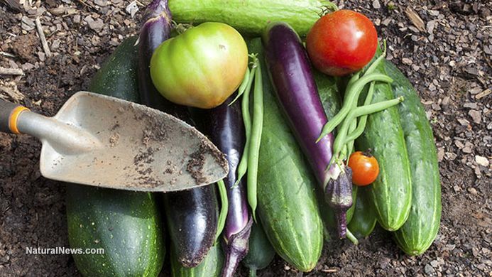 Massive growth of Russian vegetable output