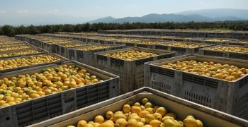 Argentina to export citrus to India and Vietnam