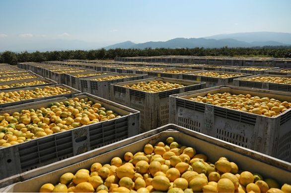 Argentina to export citrus to India and Vietnam