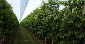 Through PROTECTA® and PROTECTA® SYSTEM the future of healthy fruits without pesticides