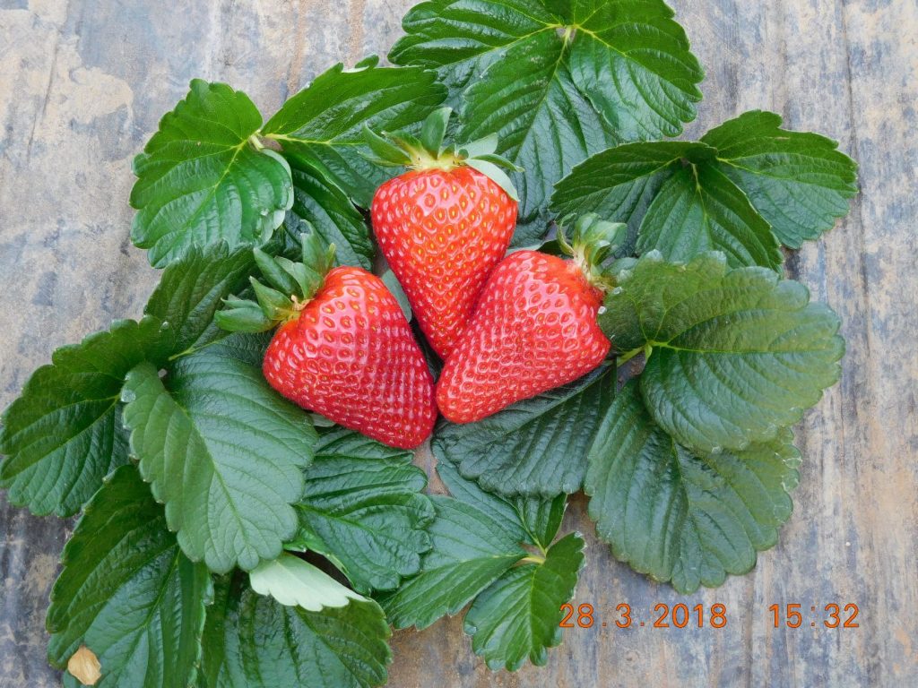 CIV focuses on innovation, presenting 5 new strawberry varieties destined for international markets at the Global Berry Congress 2019 in Rotterdam