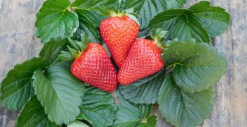 CIV focuses on innovation, presenting 5 new strawberry varieties destined for international markets at the Global Berry Congress 2019 in Rotterdam