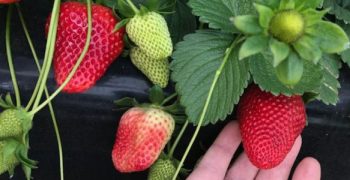Spanish strawberry production area expands 3.5%