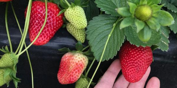 Spanish strawberry production area expands 3.5%