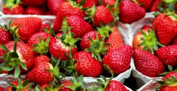 Consumer dissatisfaction leads to slump in Italy’s strawberry sales