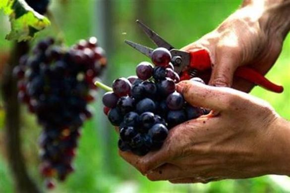 Concerns over India’s grape exports