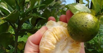 HLB bacteria could destroy Spanish citrus in 15 years