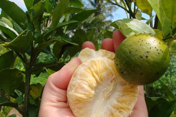 HLB bacteria could destroy Spanish citrus in 15 years