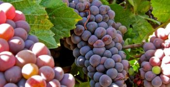 Italy leads Europe in grapes and pear production