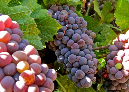 Italy leads Europe in grapes and pear production