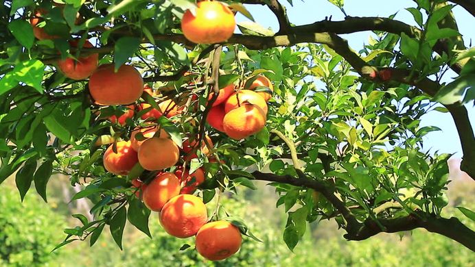 Reduction in European orange farming