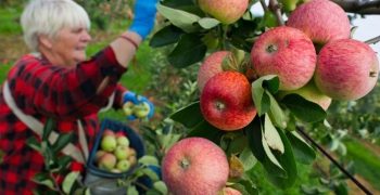Poland concerned about the increase in apple production