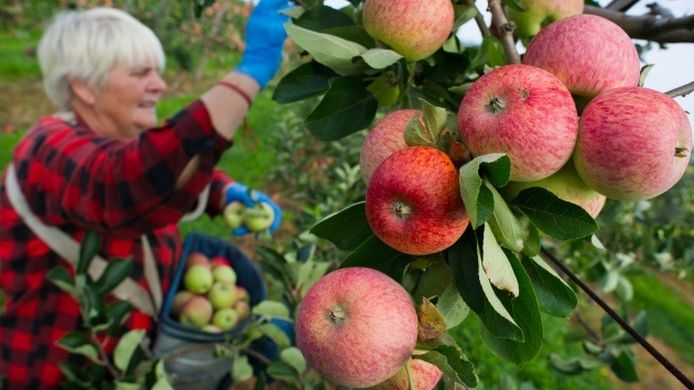 Poland concerned about the increase in apple production