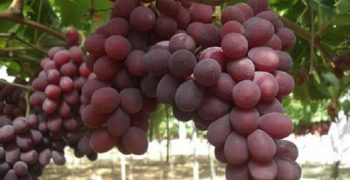 South African grapes struggle to find buyers
