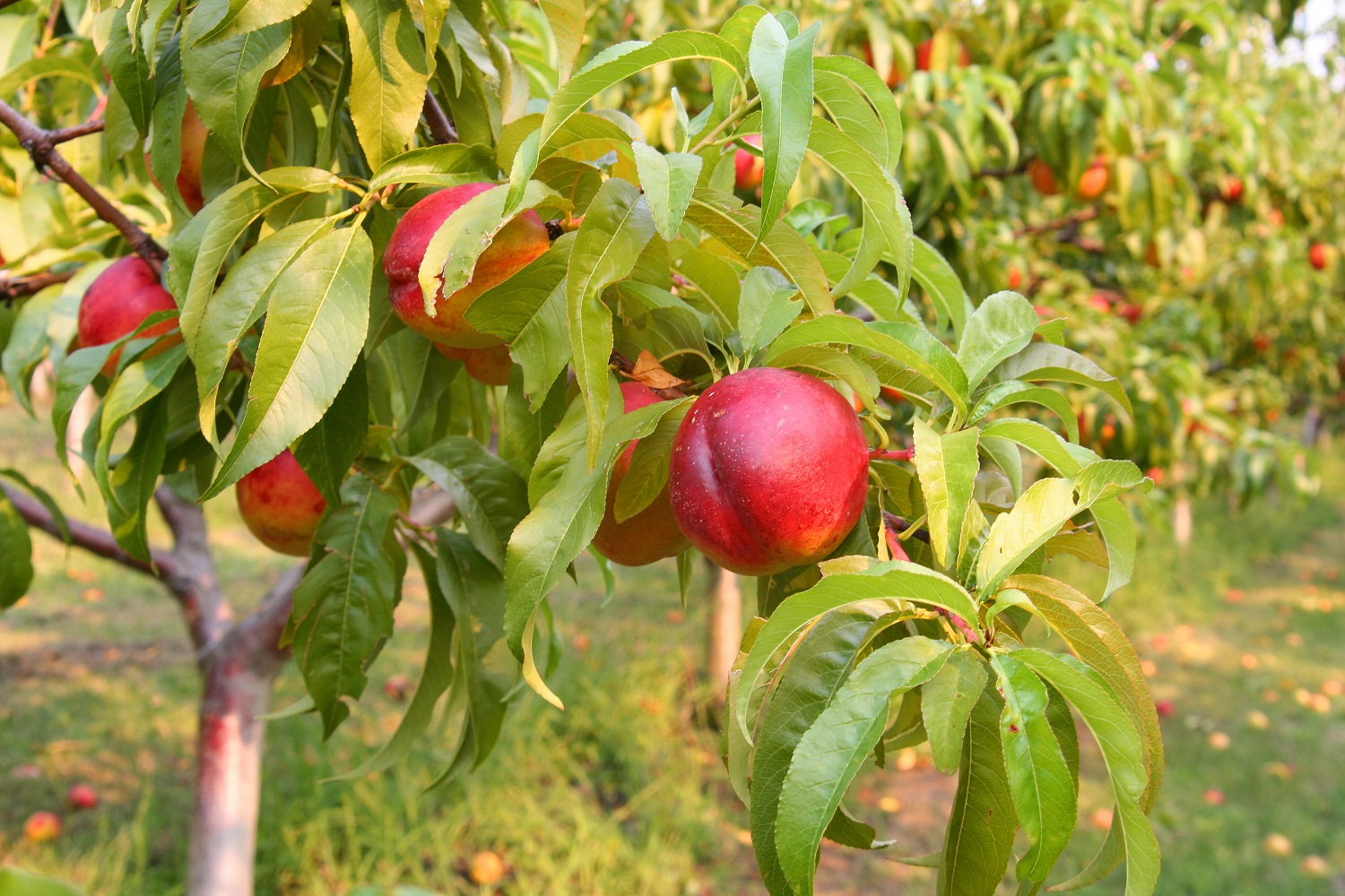 Chilean Stone Fruits Month gets underway in China