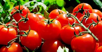 Study finds Belgian tomatoes to be “less costly” than Spanish