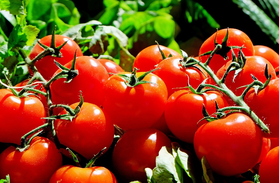 Small EU tomato crop drives higher prices