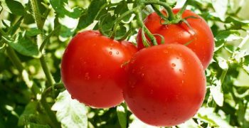 Global tomato trade grew 4.6% in 2017