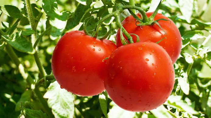 Global tomato trade grew 4.6% in 2017