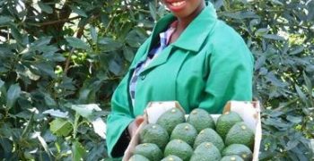 African avocado arrives on European markets