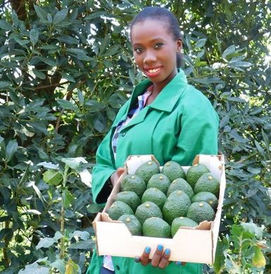 African avocado arrives on European markets