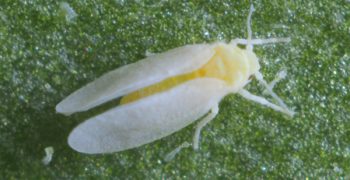 PreFeRal® WG extra weapon against whitefly