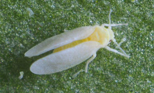 PreFeRal® WG extra weapon against whitefly