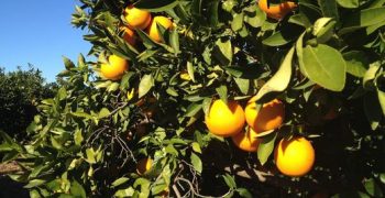 General rise in Spanish 2019 citrus crop