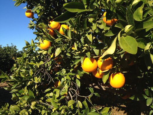 General rise in Spanish 2019 citrus crop