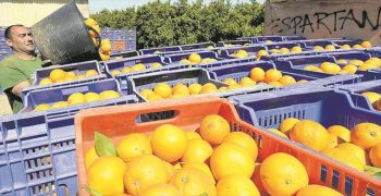 EU turns to Egypt for citrus imports