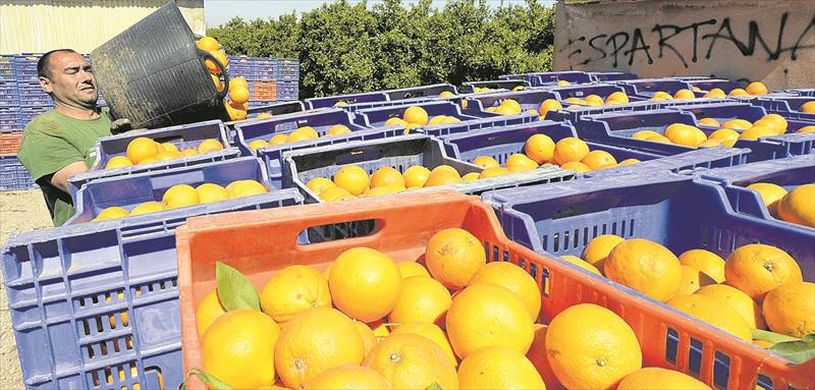 EU turns to Egypt for citrus imports