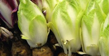 Spain’s 2019 endive crop expected to rise by 11.8%