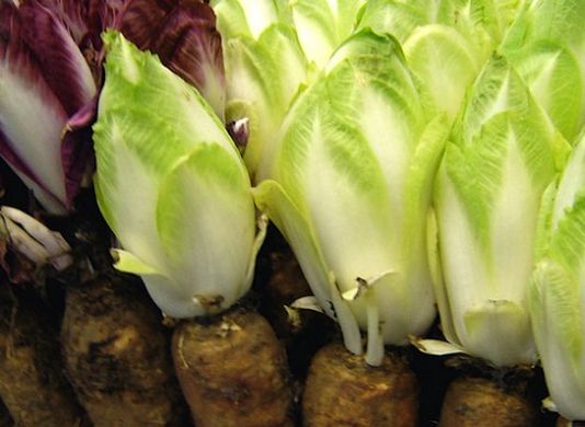 Spain’s 2019 endive crop expected to rise by 11.8%