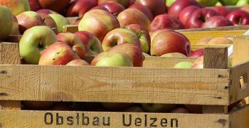 German apple market recovers during Lent