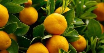 Valencia’s citrus farmers call on EU to combat effects of rising imports