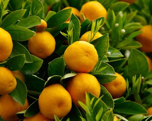 Valencia’s citrus farmers call on EU to combat effects of rising imports