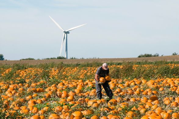 The prospects for the EU fruit and vegetable sector