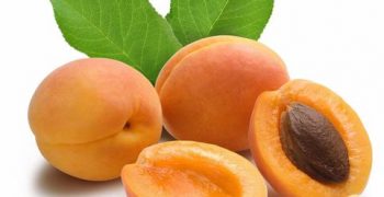 Hard times for EU apricot sector